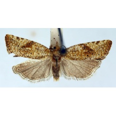 /filer/webapps/moths/media/images/P/psoricodes_Choristoneura_AM_ISEA.jpg