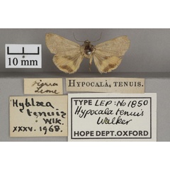 /filer/webapps/moths/media/images/T/tenuis_Hyblaea_HTF_OUMNHa_01.jpg