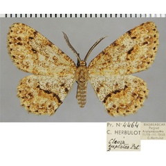 /filer/webapps/moths/media/images/E/euplates_Colocleora_AM_ZSMa.jpg