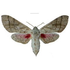 /filer/webapps/moths/media/images/S/schreieri_Neoclanis_PTF_EMEMa.jpg
