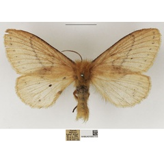 /filer/webapps/moths/media/images/T/thoracica_Philotherma_AF_NHMUK.jpg