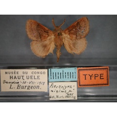 /filer/webapps/moths/media/images/M/minima_Pseudolyra_HT_RMCA_01.jpg