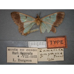 /filer/webapps/moths/media/images/A/amymone_Zamarada_HT_RMCA_02.jpg
