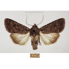 /filer/webapps/moths/media/images/V/vilis_Mythimna_AM_TMSA_01.jpg