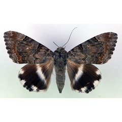 /filer/webapps/moths/media/images/C/catella_Achaea_A_RMCA.jpg