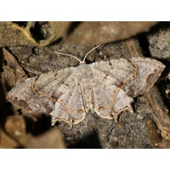 /filer/webapps/moths/media/images/R/reducta_Epiplema_A_Grimm.jpg