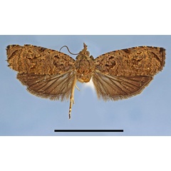 /filer/webapps/moths/media/images/A/anisorrhopa_Basigonia_AF_MRSN.jpg