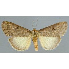 /filer/webapps/moths/media/images/N/nephocrossa_Elaphrodes_A_RMCA_01.jpg