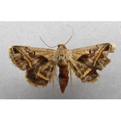 /filer/webapps/moths/media/images/T/trimeni_Acantholipes_A_Baron_RnlWyVq.jpg