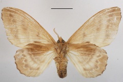 Chrysopsyche imparilis