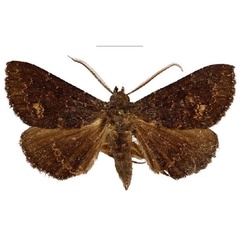 /filer/webapps/moths/media/images/R/rivulosum_Platyja_AM_NHMUK_01.jpg