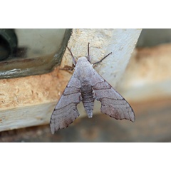 /filer/webapps/moths/media/images/C/coryndoni_Polyptychus_A_Voaden.jpg