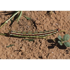 /filer/webapps/moths/media/images/L/livornica_Hyles_C_Roland_02.jpg