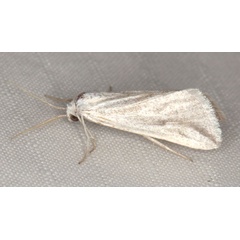 /filer/webapps/moths/media/images/P/pseudodolosa_Microligia_AM_Heynsa.jpg