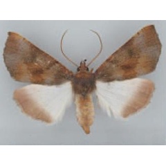 /filer/webapps/moths/media/images/P/perquisita_Illa_AF_TMSA_01.jpg