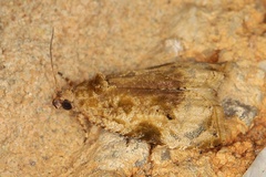 Zellereccopsis caffreana