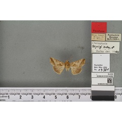 /filer/webapps/moths/media/images/S/seyrigi_Plusia_PTM_BMNHa.jpg