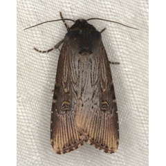 /filer/webapps/moths/media/images/I/interstriata_Micragrotis_A_Heyns_02.jpg