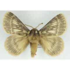 /filer/webapps/moths/media/images/I/incerta_Phyllalia_AM_Stroehle_02.jpg