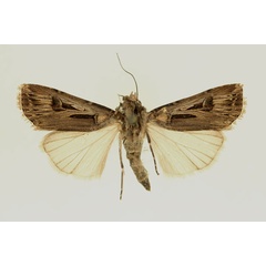 /filer/webapps/moths/media/images/B/biconica_Agrotis_AF_RMCA.jpg