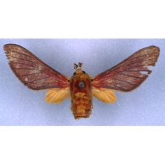 /filer/webapps/moths/media/images/O/ornata_Bergeria_HT_RMCA_03.jpg