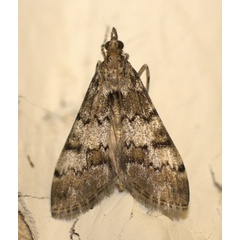 /filer/webapps/moths/media/images/M/mesoleucalis_Paschiodes_A_Heyns_02.jpg