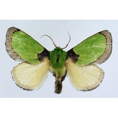 /filer/webapps/moths/media/images/V/vivida_Latoia_AM_ISEA_02.jpg