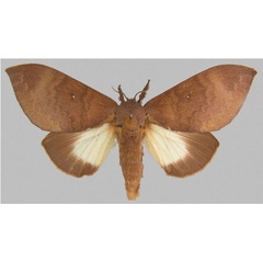 /filer/webapps/moths/media/images/C/custodita_Pachymeta_HT_MfN.jpg