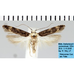 /filer/webapps/moths/media/images/A/albisignata_Pseudotelphusa_AM_ZMHB.jpg