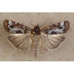 /filer/webapps/moths/media/images/V/varians_Mesogenea_A_Butler_04.jpg