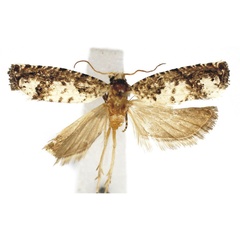 /filer/webapps/moths/media/images/M/malolotiana_Malolotia_HT_Bassi.jpg