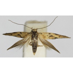 /filer/webapps/moths/media/images/J/jemenensis_Scythris_PT_Bengtsson.jpg