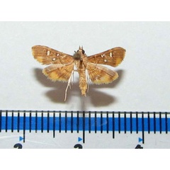 /filer/webapps/moths/media/images/S/smaragdina_Prophantis_A_Goff_01.jpg