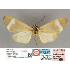 /filer/webapps/moths/media/images/R/rubondoi_Amerila_HT_BMNH.jpg