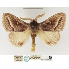 /filer/webapps/moths/media/images/S/strigifascia_Beralade_STM_NHMUK_02.jpg