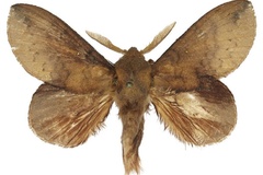 Mallocampa leighi