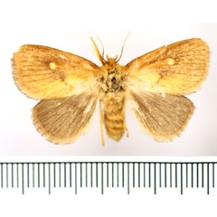 /filer/webapps/moths/media/images/R/rugosa_Cosuma_AF_BMNH.jpg