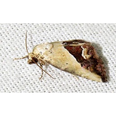 /filer/webapps/moths/media/images/C/caffristis_Maliattha_A_Braun_05.jpg