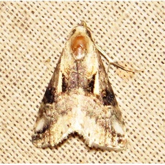 /filer/webapps/moths/media/images/M/meceneronis_Zebeeba_A_Braun_07.jpg