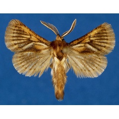 /filer/webapps/moths/media/images/P/percivali_Mountelgonia_HT_Lehmann_yeE1ZQv.jpg