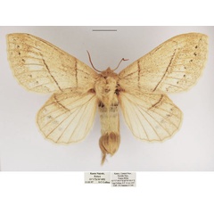 /filer/webapps/moths/media/images/O/orientalis_Philotherma_AF_TMSA.jpg