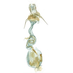 /filer/webapps/moths/media/images/A/anosibensis_Torodora_GFHT_MNHN.jpg