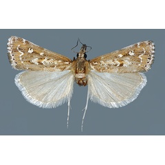 /filer/webapps/moths/media/images/A/albimaculais_f.jpg