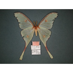 /filer/webapps/moths/media/images/F/fournieri_Argema_PT_RMCA_01.jpg