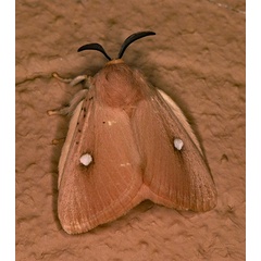 /filer/webapps/moths/media/images/I/isabellina_Chrysopoloma_A_Roland_01.jpg