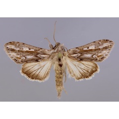 /filer/webapps/moths/media/images/I/ikondae_Cucullia_A_RMCA_01.jpg