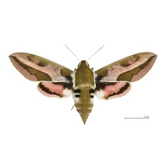 /filer/webapps/moths/media/images/E/euphorbiae_Hyles_AF_MHNT.jpg