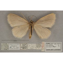 /filer/webapps/moths/media/images/M/minoa_Scopula_HTF_OUMNHb_01.jpg
