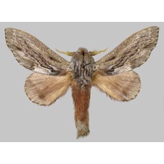/filer/webapps/moths/media/images/H/hela_Vavizola_PTM_Muller.jpg