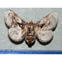 /filer/webapps/moths/media/images/A/anacompa_Teinorhyncha_A_Goff.jpg